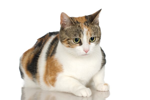 tabby calico cat