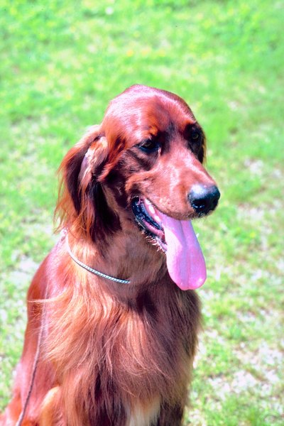 Jupiterimages/Photos.com/Getty Images Natural hunting instincts combined with people-friendly attitudes make certain Irish setters suitable family pets.