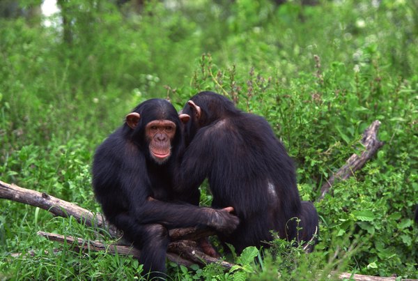 essay on chimpanzee for kids essay on chimpanzee for kids