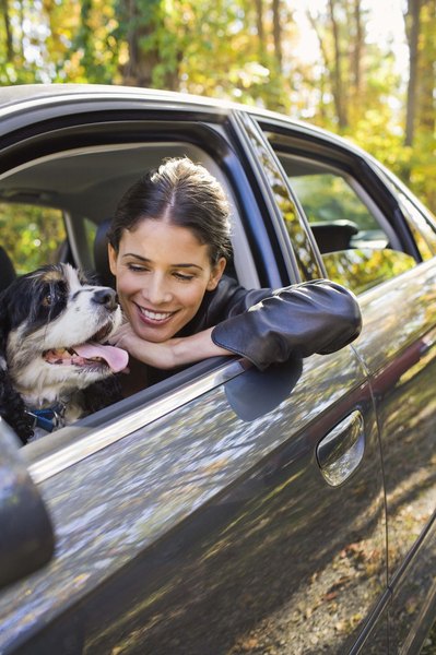 Jupiterimages/Comstock/Getty Images Driving with a dog in your lap puts your pup at risk.