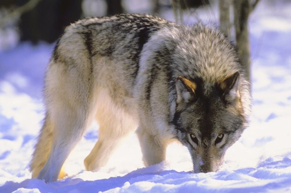 Ablestock.com/AbleStock.com/Getty Images Ownership of dogs with wolf ancestry is facing ever increasing restrictions.