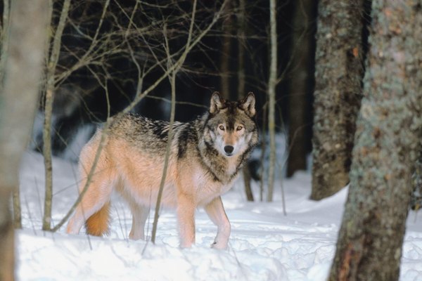 Jupiterimages/Photos.com/Getty Images Dogs share behavior traits with their canine cousins.