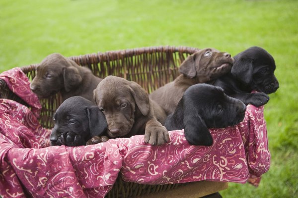 When can puppies leave the litter?