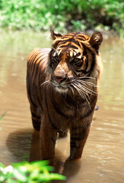 Sumatran Tiger Habitat | Animals - mom.me