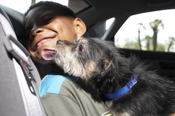 Andrea Chu/Photodisc/Getty Images Dogs are always licking something, including their medicine if they can reach it.