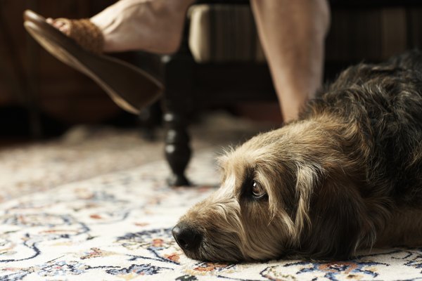 Thomas Northcut/Digital Vision/Getty Images Keep your dog close by so you can keep an eye on him.