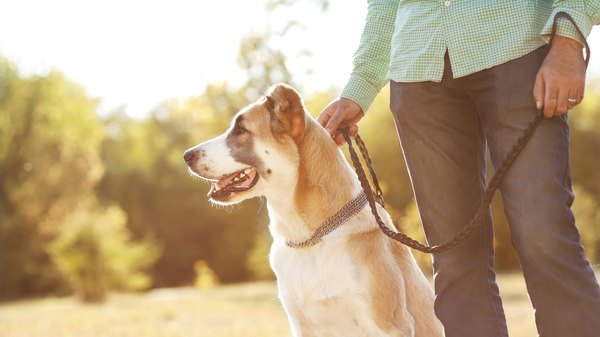 FotoimperiyA/iStock/Getty Images Walking can be a pleasure for both of you.