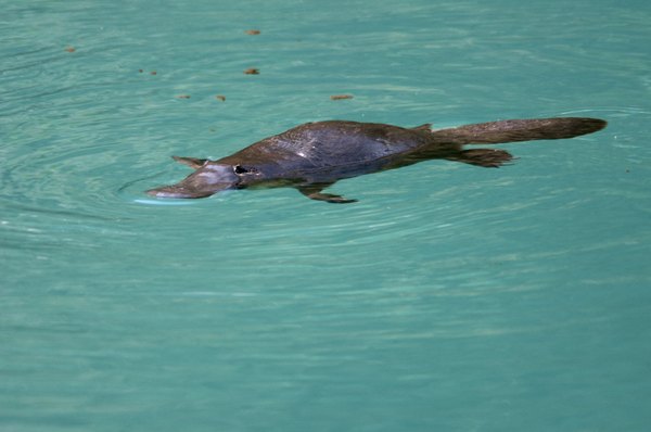 are platypus endangered