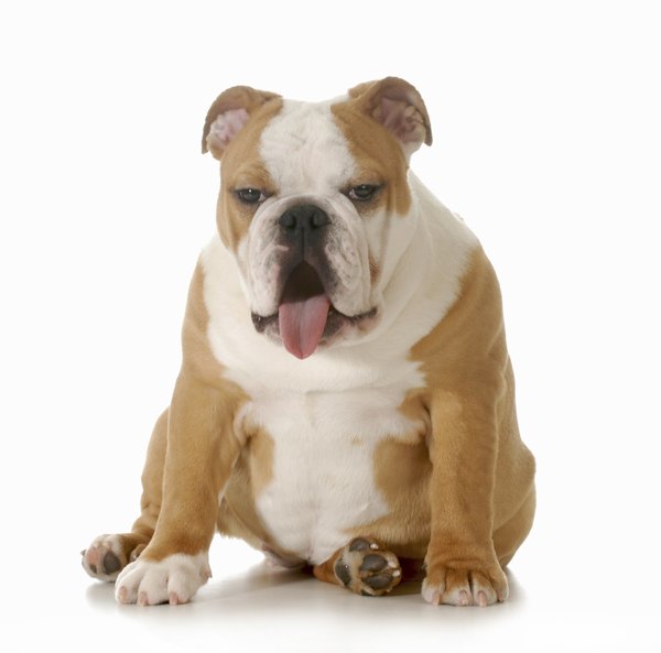 WilleeCole/iStock/Getty Images He doesn't need much exercise, but he's high maintenance in other respects.