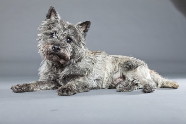 Ysbrand Cosijn/iStock/Getty Images Cairn terriers have a wiry, double-coat, perfect for withstanding cold winters.