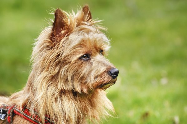 Bigandt_Photography/iStock/Getty Images Australian terriers have open, friendly features.