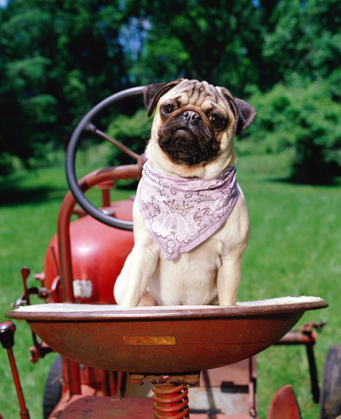 Digital Vision/Photodisc/Getty Images Fertilizers are among the top 10 poison dangers to dogs.
