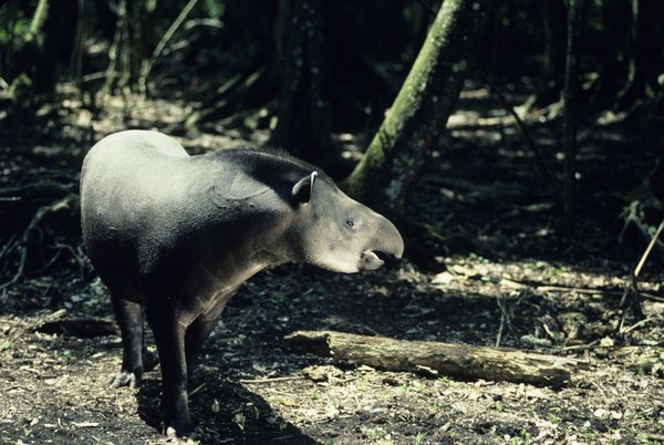 What Do Baird s Tapirs Eat Animals Mom me