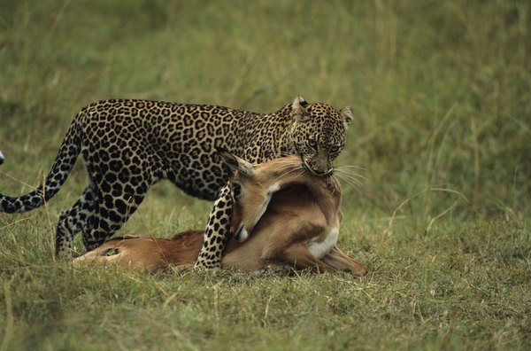 example of prey animals