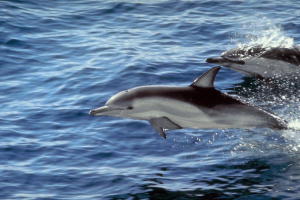 How Often Do Dolphins Come Up to Breathe? | Animals - mom.me