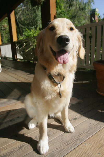 Jupiterimages/Comstock/Getty Images Your dogs tags can help you find your dog if it gets lost.