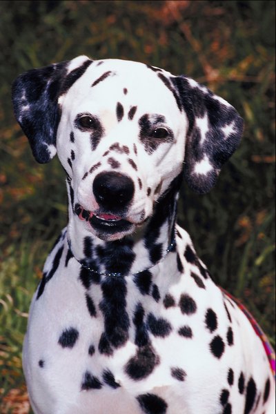 Weird & Fun Facts About Dalmatians - Pets