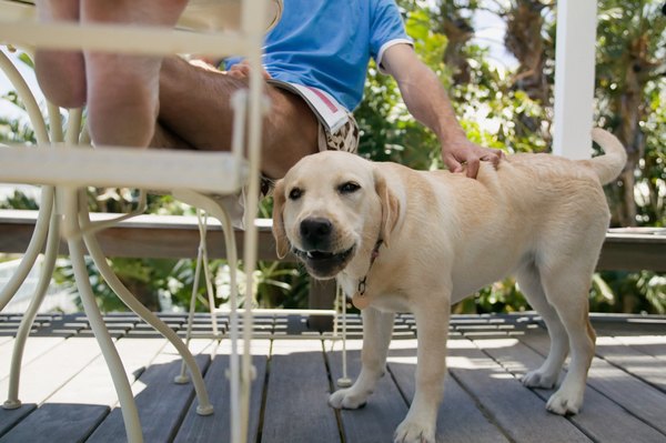Image Source/Photodisc/Getty Images Not all forms of mange cause severe itching and scratching in dogs.
