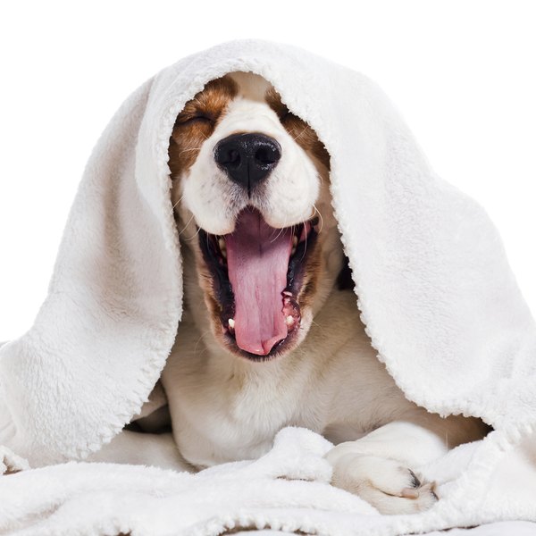 igorr1/iStock/Getty Images Washing your pup's bedding rids it of tapeworms and the fleas that feed on them.