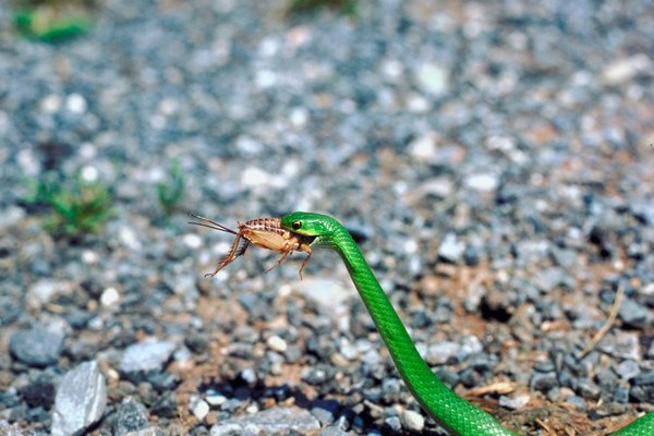 What Do Crickets Do To Protect Themselves? | Animals - Mom.me