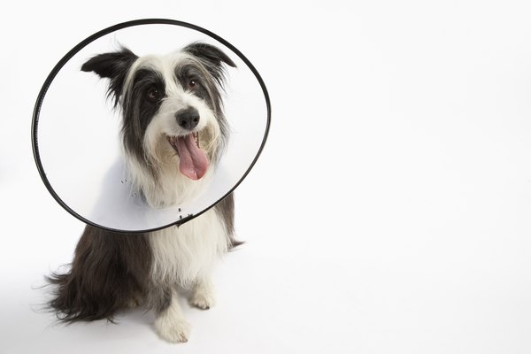 BananaStock/BananaStock/Getty Images Your dog will need your help to heal and recover quietly.