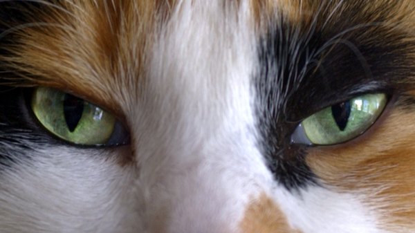 misshapen pupil in cats