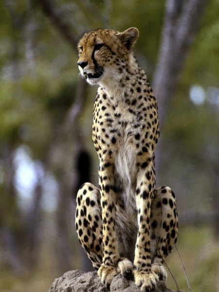 cheetah tevas