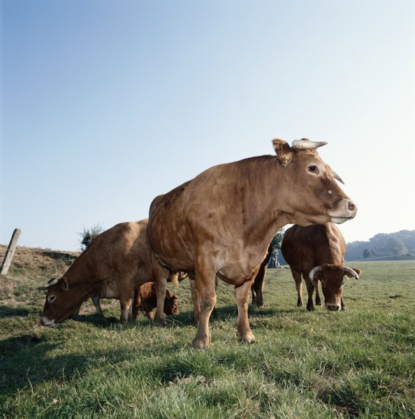David De Lossy/Photodisc/Getty Images Both Catahoula and blue Lacy dogs are used to herd cattle.