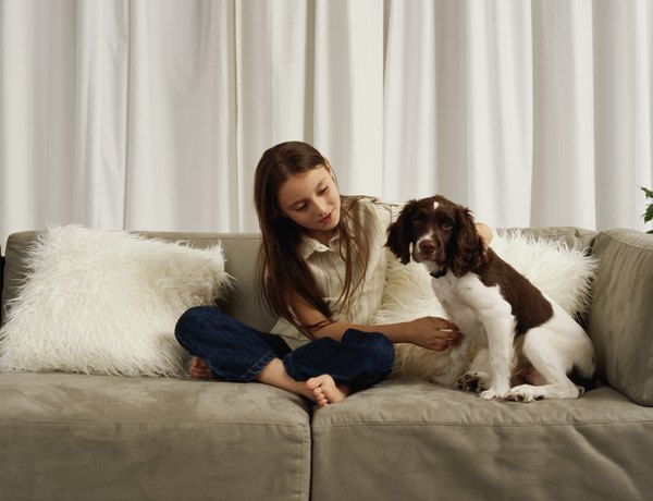 Dana Neely/Photodisc/Getty Images The springer spaniel has an expected life span of 12 to 14 years.