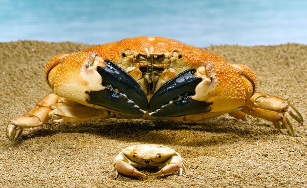 Distinguishing Characteristics of Crabs | Animals - mom.me