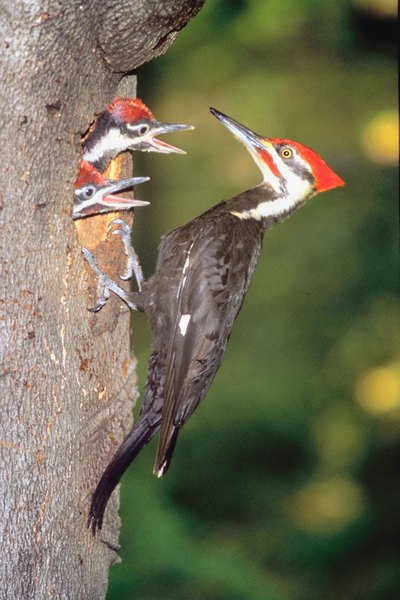 natural habitat for woodpeckers animals mom me natural habitat for woodpeckers animals mom me