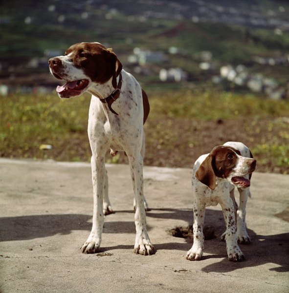 Jupiterimages/Photodisc/Getty Images Unless compelling reasons exist, wait until puppies are weaned before giving the mother dog a booster shot.