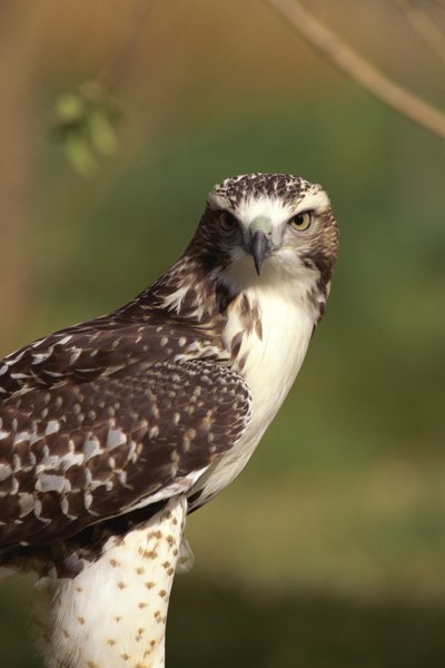 Hawk Species In Georgia Animals Momme