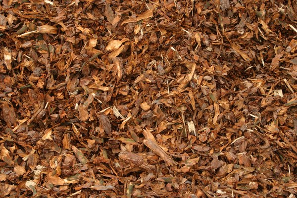 Soil Types Under Pine Needles 108