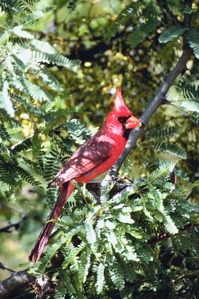 red cardinal bird habitat animals mom me red cardinal bird habitat animals mom me