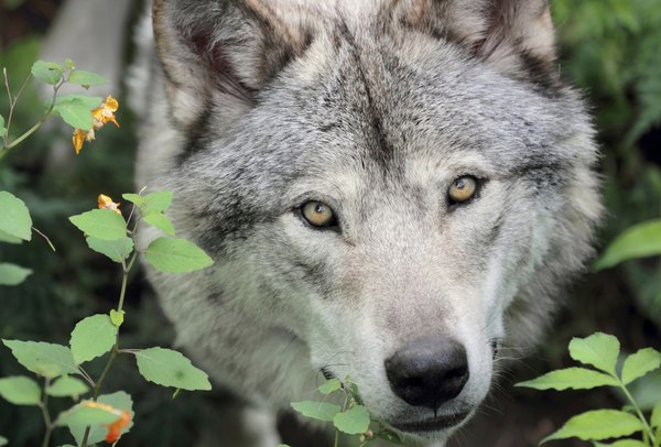 karlumbriaco/iStock/Getty Images He may look like a big dog, but a gray wolf is a wolf.