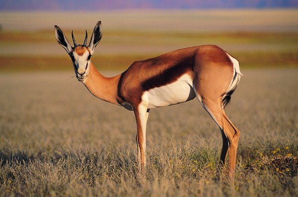 what-does-springbok-eat-animals-mom-me