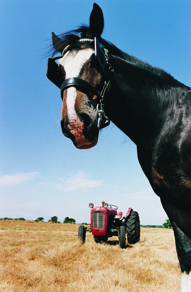 five-reasons-to-feed-stabilized-rice-bran-to-horses-just-for-my-horse