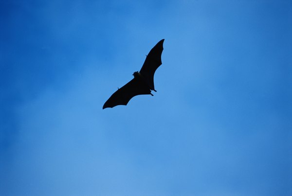 samoan-island-upolu-flying-foxes-animals-mom-me