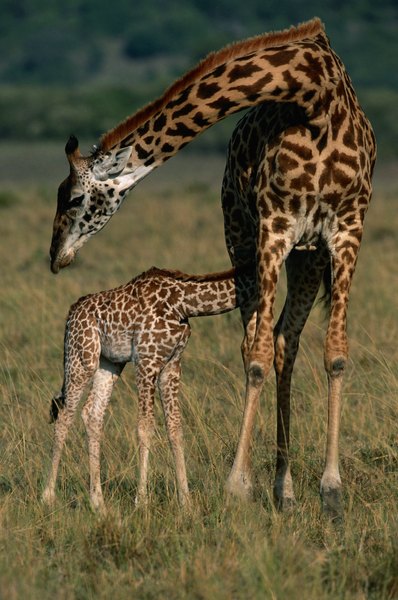What Are Some Unique Internal Structures of a Giraffe? | Animals - mom.me