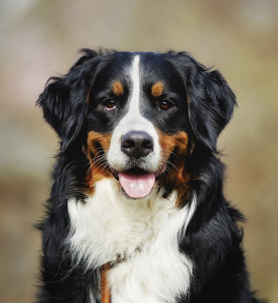 bernese mountain shedding grooming techniques for bernese mountain dogs care daily puppy bernese mountain shedding grooming techniques for bernese mountain dogs care daily puppy