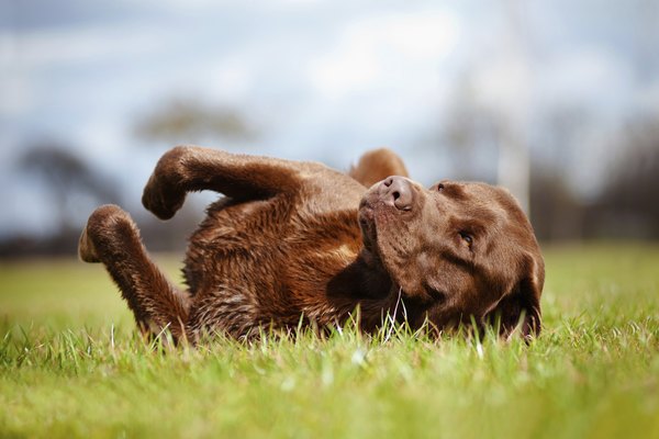 Aly Tyler/iStock/Getty Images A dog can pick up ticks in your yard or a field.