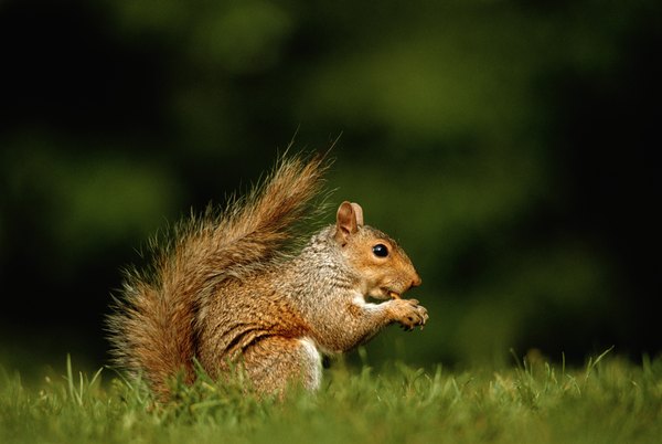 The Squirrels of Oregon | Animals - mom.me