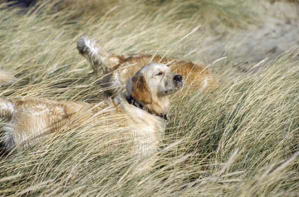 David De Lossy/Photodisc/Getty Images Keep Rover away from long grass, bushes and brush.