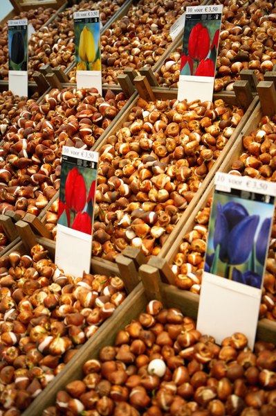 Michael Blann/Photodisc/Getty Images Tulip bulbs are dangerous for your dog.