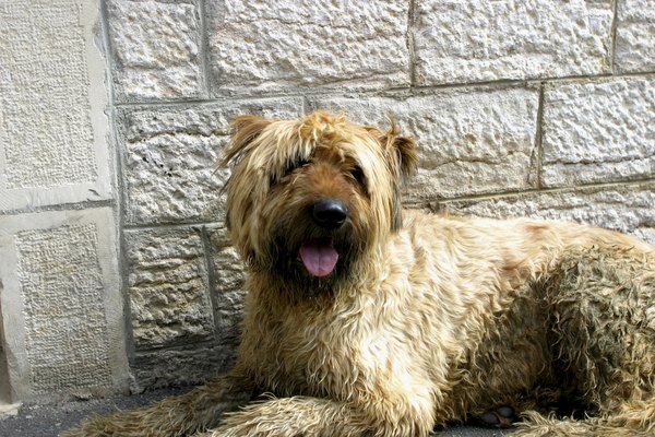 Purestock/Purestock/Getty Images Your dog may dig when he's bored.