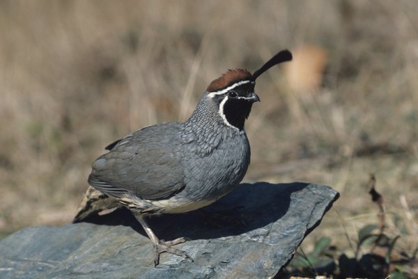 what quails eat animals mom me what quails eat animals mom me