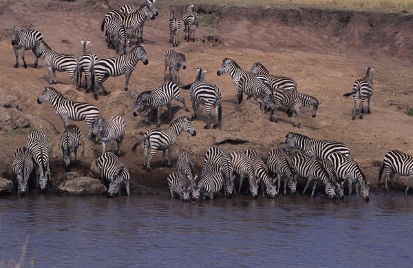 Are Zebra Foals Born Striped? | Animals - mom.me