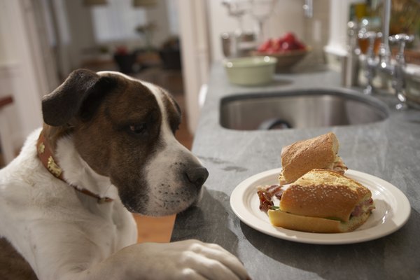 Chris Amaral/Digital Vision/Getty Images Some dogs take every opportunity to grab a bite to eat.