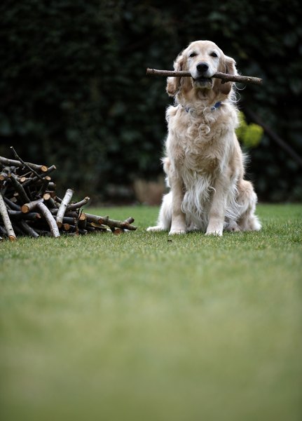 Janie Airey/Digital Vision/Getty Images Dogs can pick up tularemia from infected ticks.